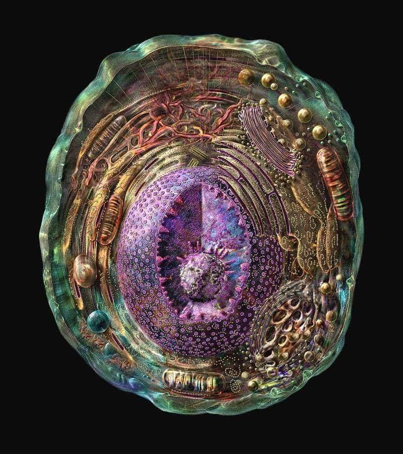 Biological cell — the fractal analogy